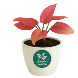Aglaonema anjamani pink foliage showcased indoors within white planter for contemporary interior accent