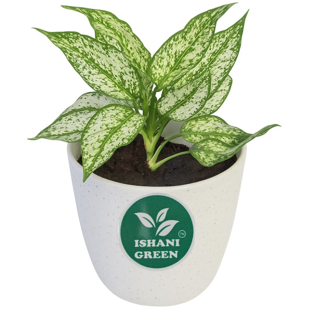 Aglaonema snow white variegated foliage displayed indoors in white planter for clean modern interior styling