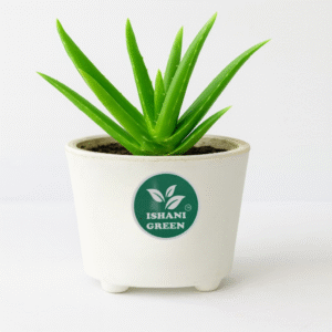 Aloe vera medicinal succulent grown indoors inside white pot for natural wellness decor