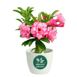 Adenium obesum flowering succulent displayed indoors in white pot for elegant home decor