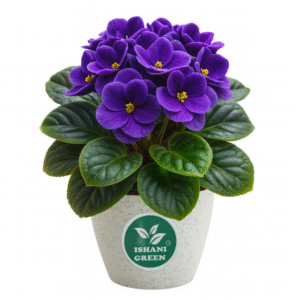 African violet flowering houseplant with soft green leaves and purple blooms placed indoors in white pot