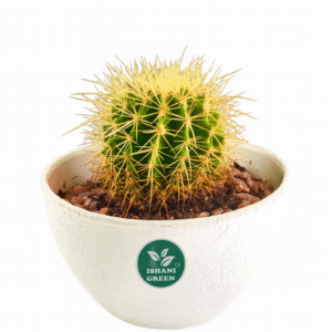 Barrel Cactus (Echinocactus Grusonii)