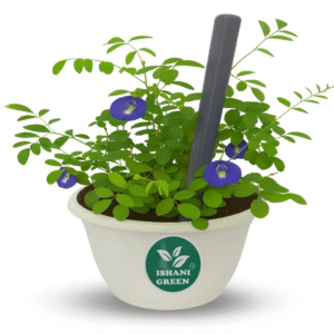 Blue Aparajita (Clitoria Ternatea)