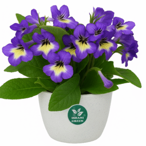 Cape Primrose (Streptocarpus)