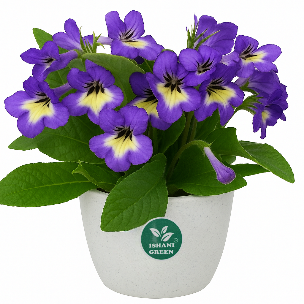 Cape Primrose (Streptocarpus)