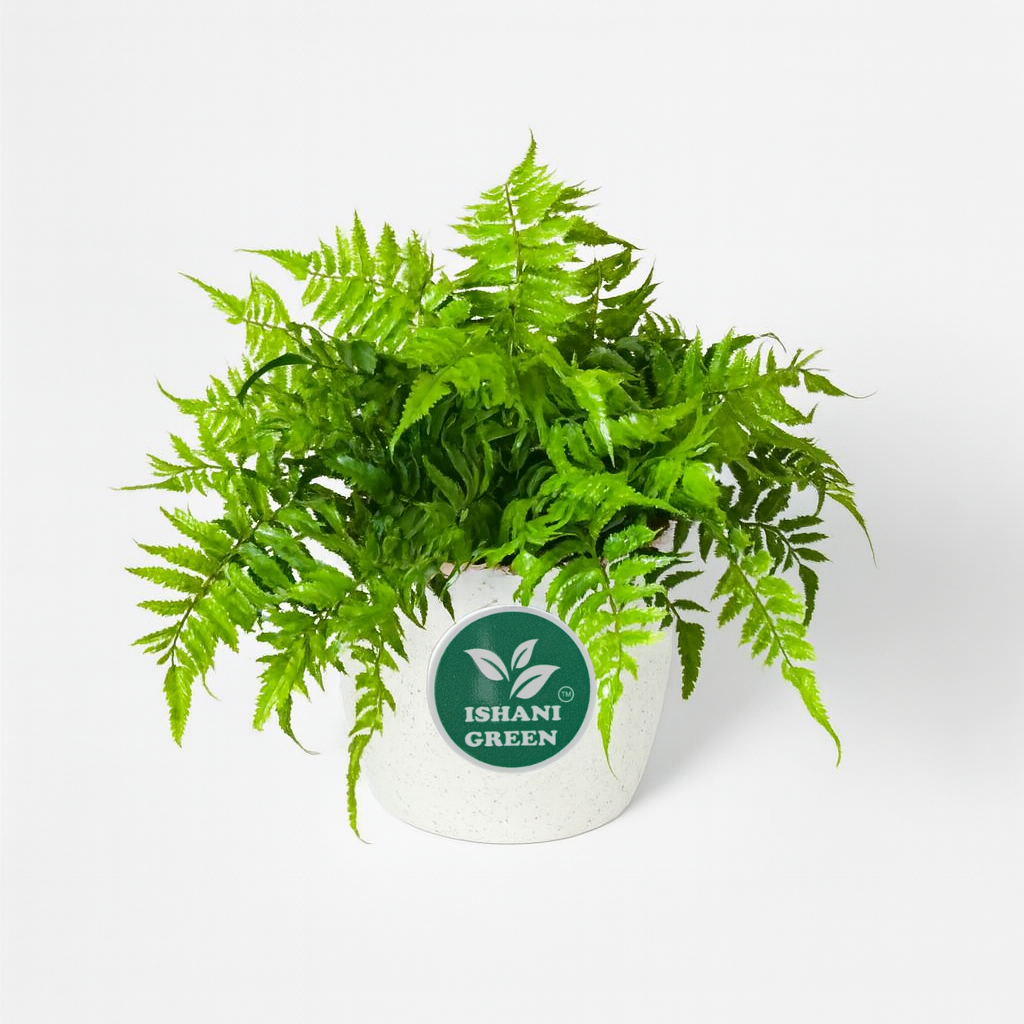 Green Fern (Boston Fern)