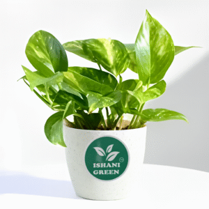 Money Plant (Epipremnum)