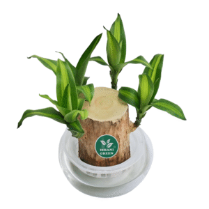 Brazilian Wood Stem (Dracaena Fragrans-Massangeana)