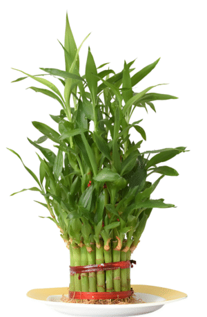 Bamboo Plant-3 Layer with Pot