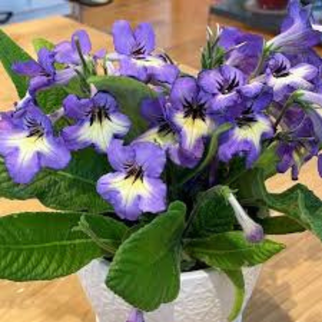 Cape Primrose (Streptocarpus) - Image 2