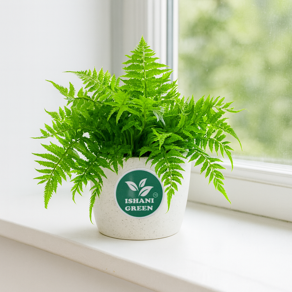 Green Fern (Boston Fern) - Image 2