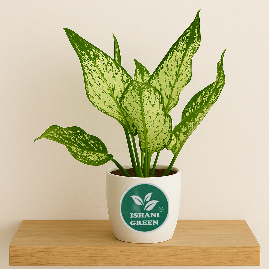 Aglaonema snow white variegated foliage displayed indoors in white planter for clean modern interior styling