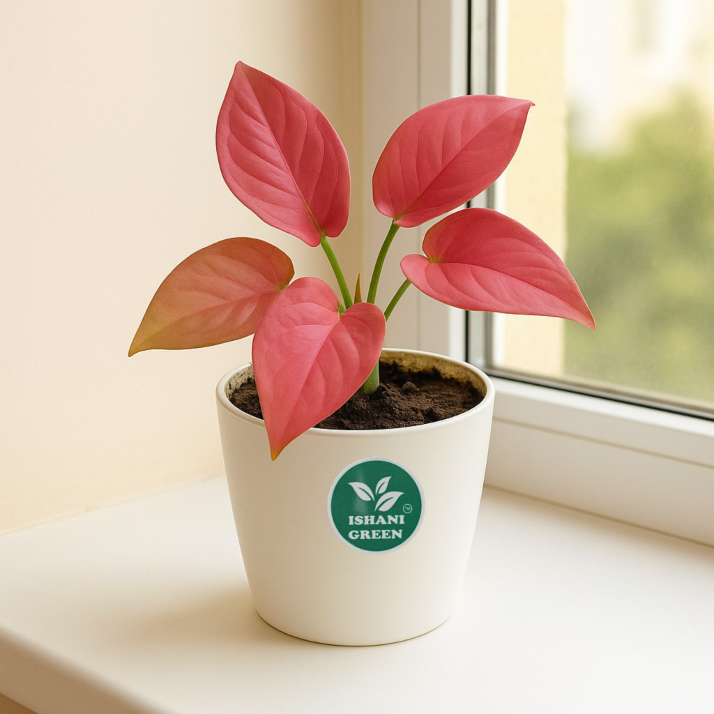 Aglaonema anjamani pink foliage showcased indoors within white planter for contemporary interior accent
