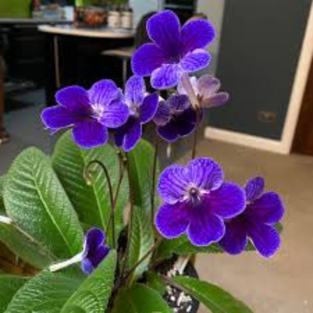 Cape Primrose (Streptocarpus) - Image 3