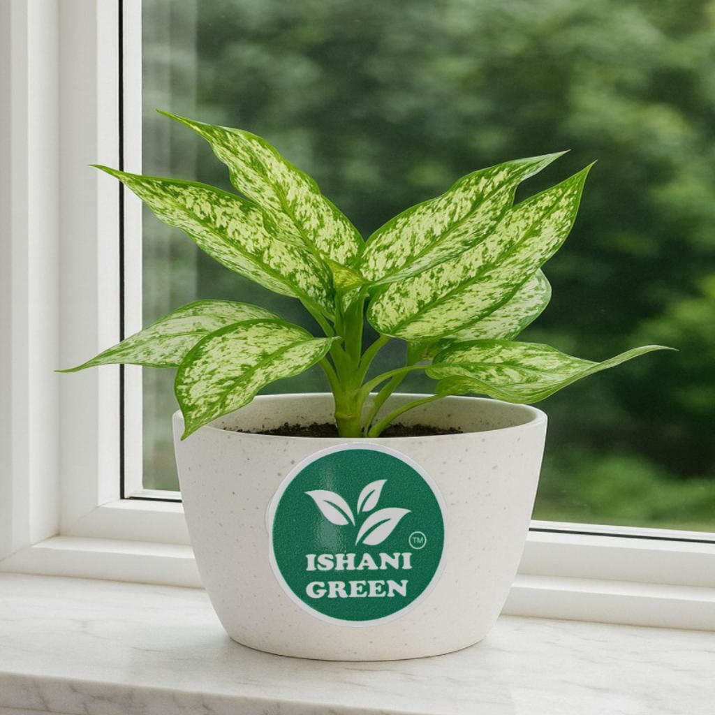Aglaonema snow white variegated foliage displayed indoors in white planter for clean modern interior styling