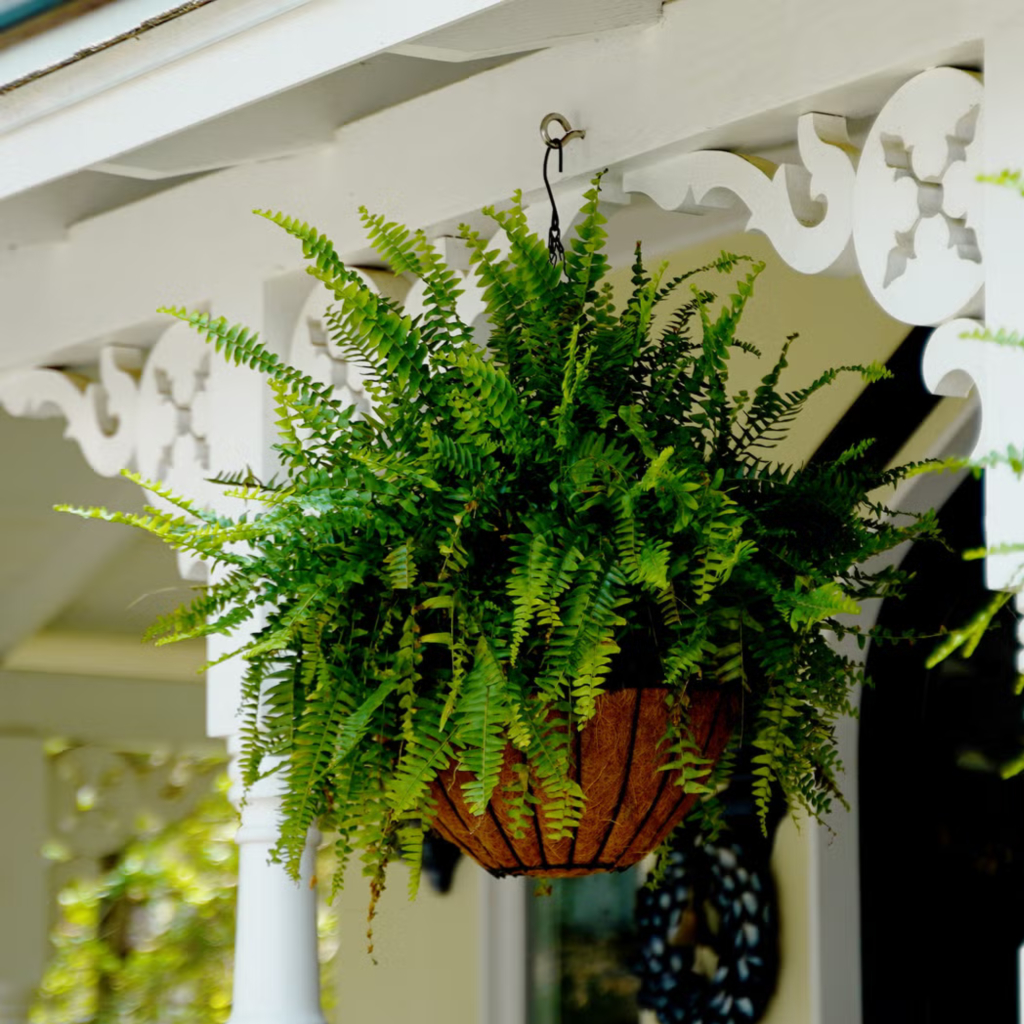 Green Fern (Boston Fern) - Image 3