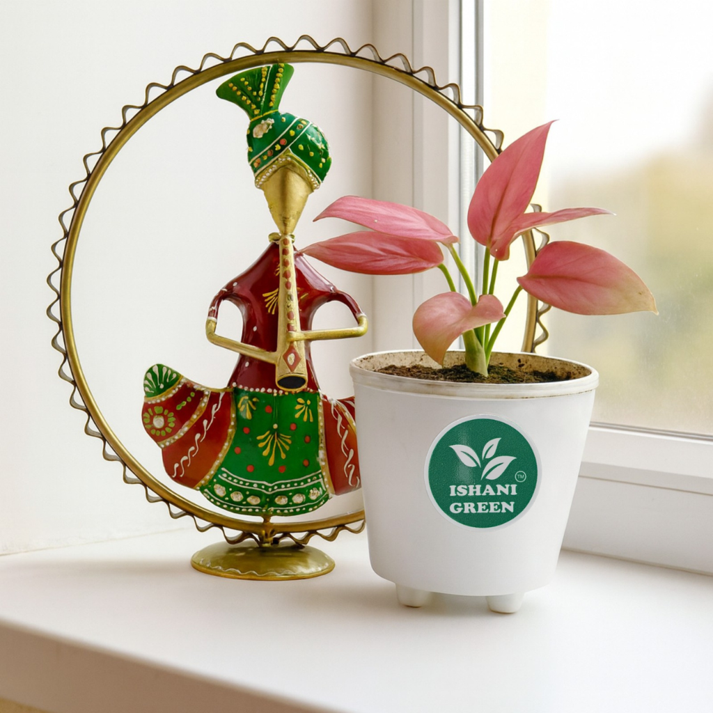 Aglaonema anjamani pink foliage showcased indoors within white planter for contemporary interior accent