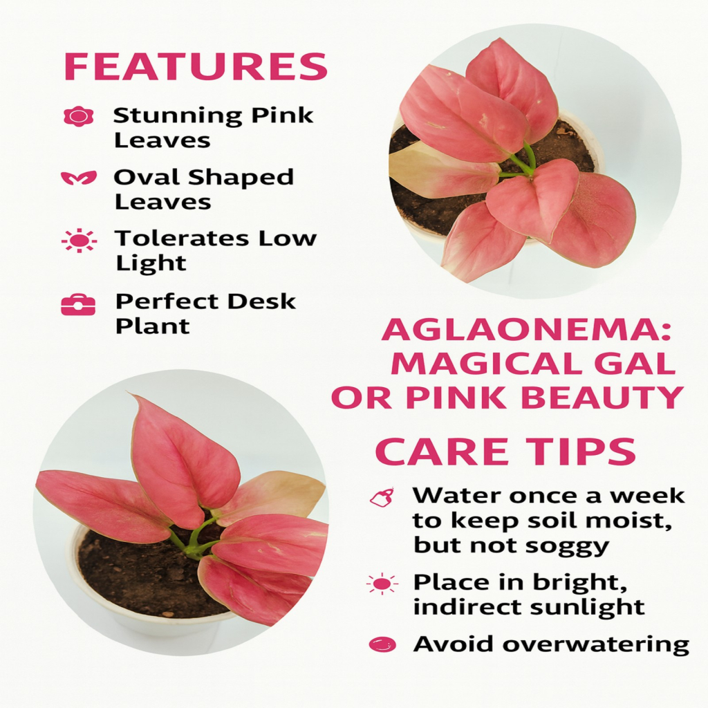 Aglaonema anjamani pink foliage showcased indoors within white planter for contemporary interior accent