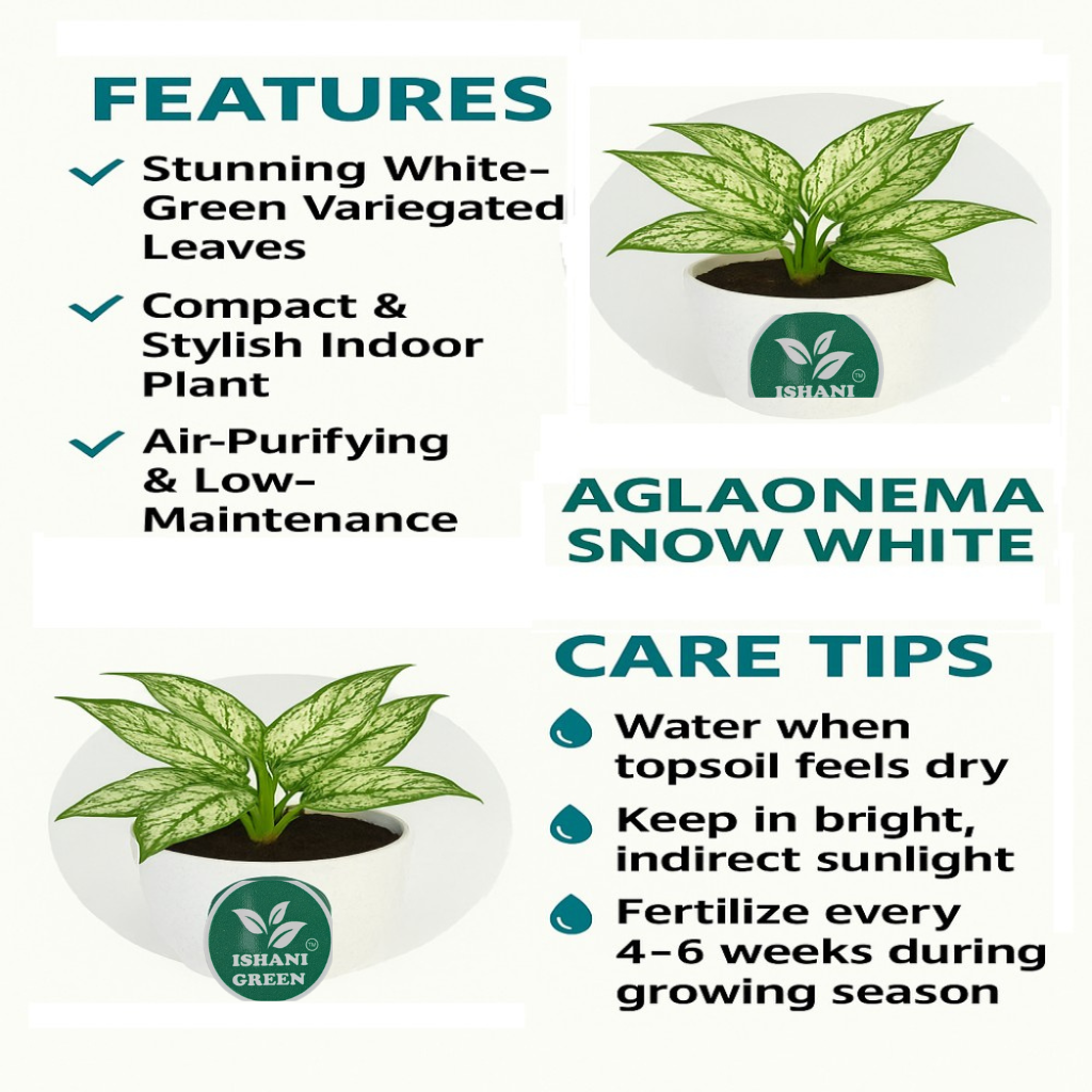 Aglaonema snow white variegated foliage displayed indoors in white planter for clean modern interior styling