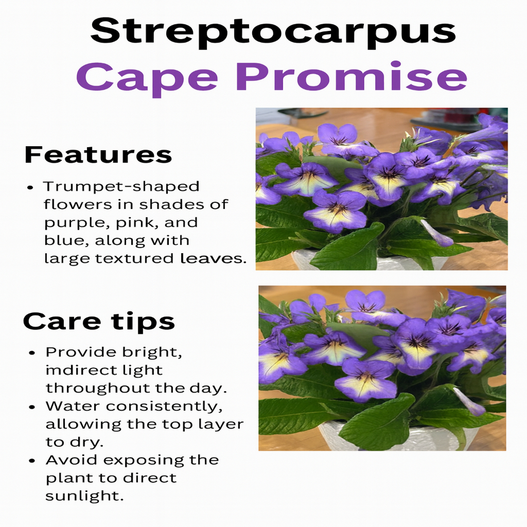 Cape Primrose (Streptocarpus) - Image 4
