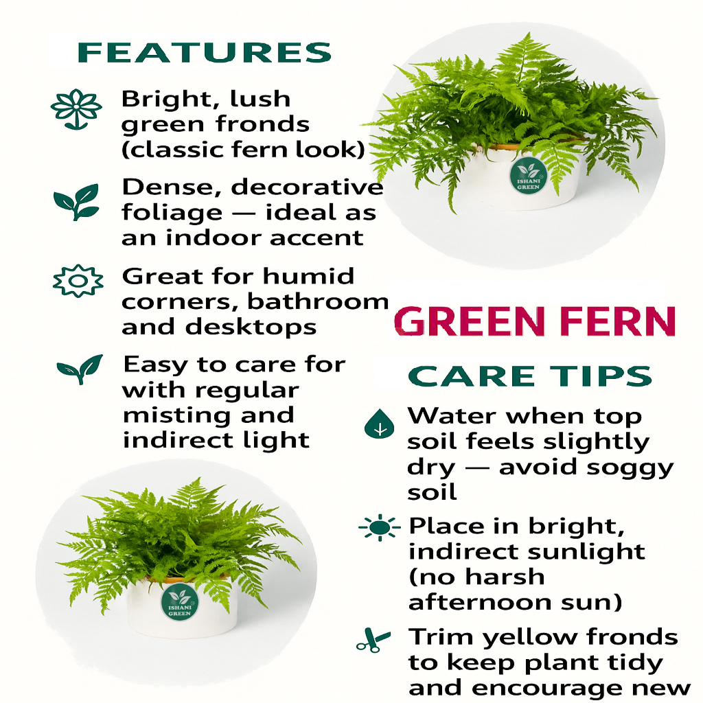 Green Fern (Boston Fern) - Image 4