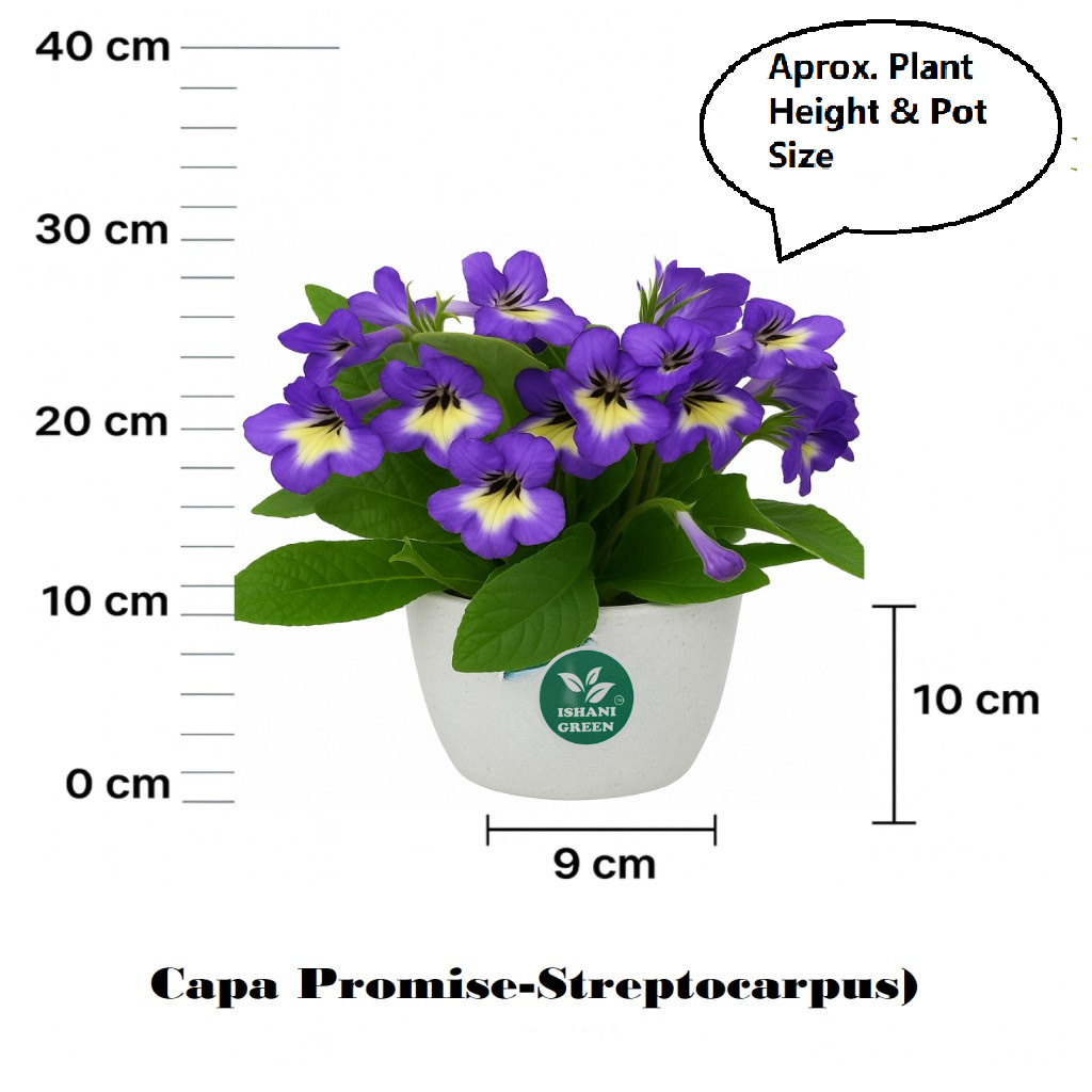 Cape Primrose (Streptocarpus) - Image 6