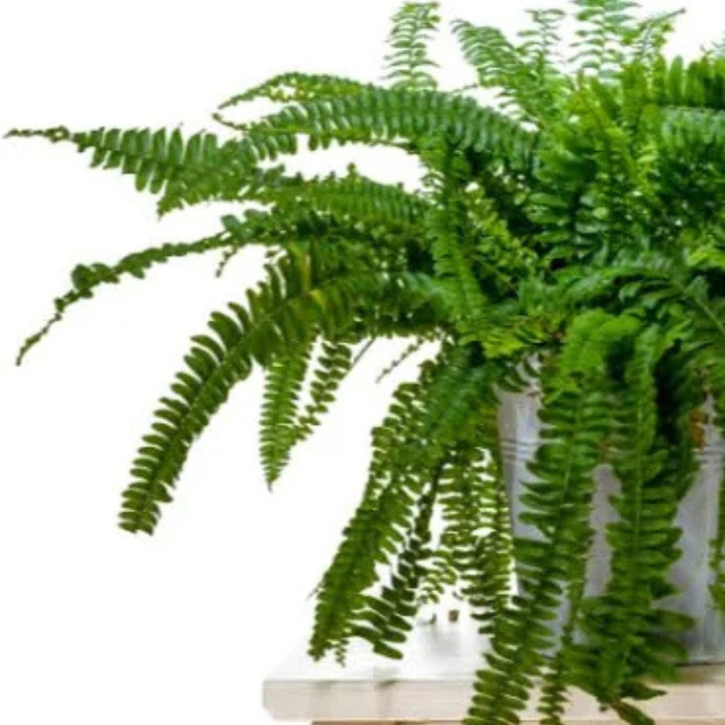 Green Fern (Boston Fern) - Image 5