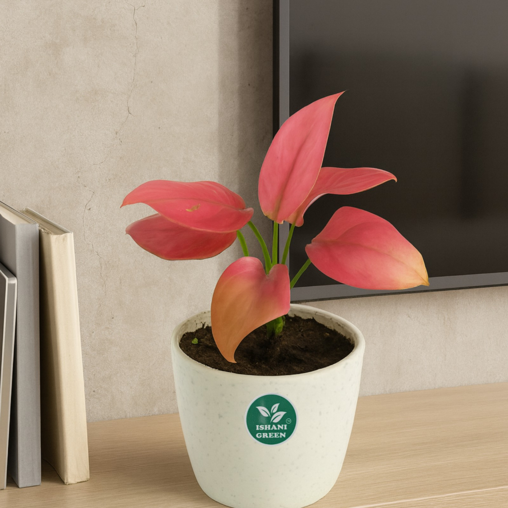 Aglaonema anjamani pink foliage showcased indoors within white planter for contemporary interior accent