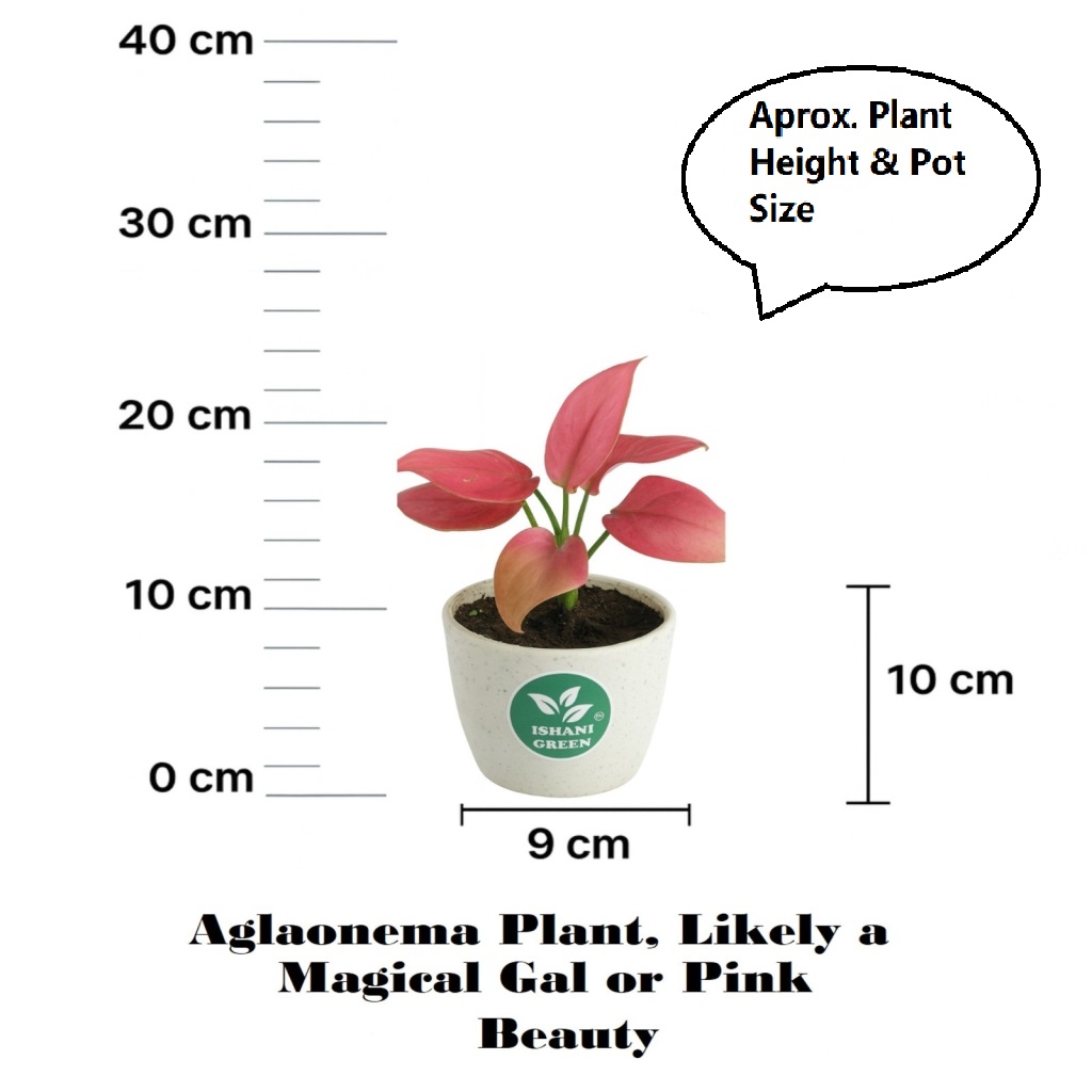 Aglaonema anjamani pink foliage showcased indoors within white planter for contemporary interior accent