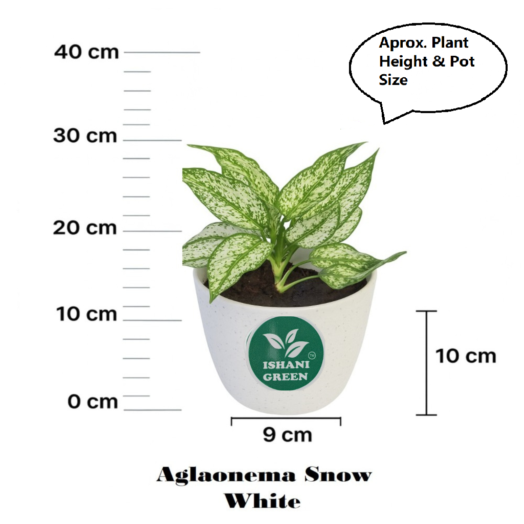 Aglaonema snow white variegated foliage displayed indoors in white planter for clean modern interior styling
