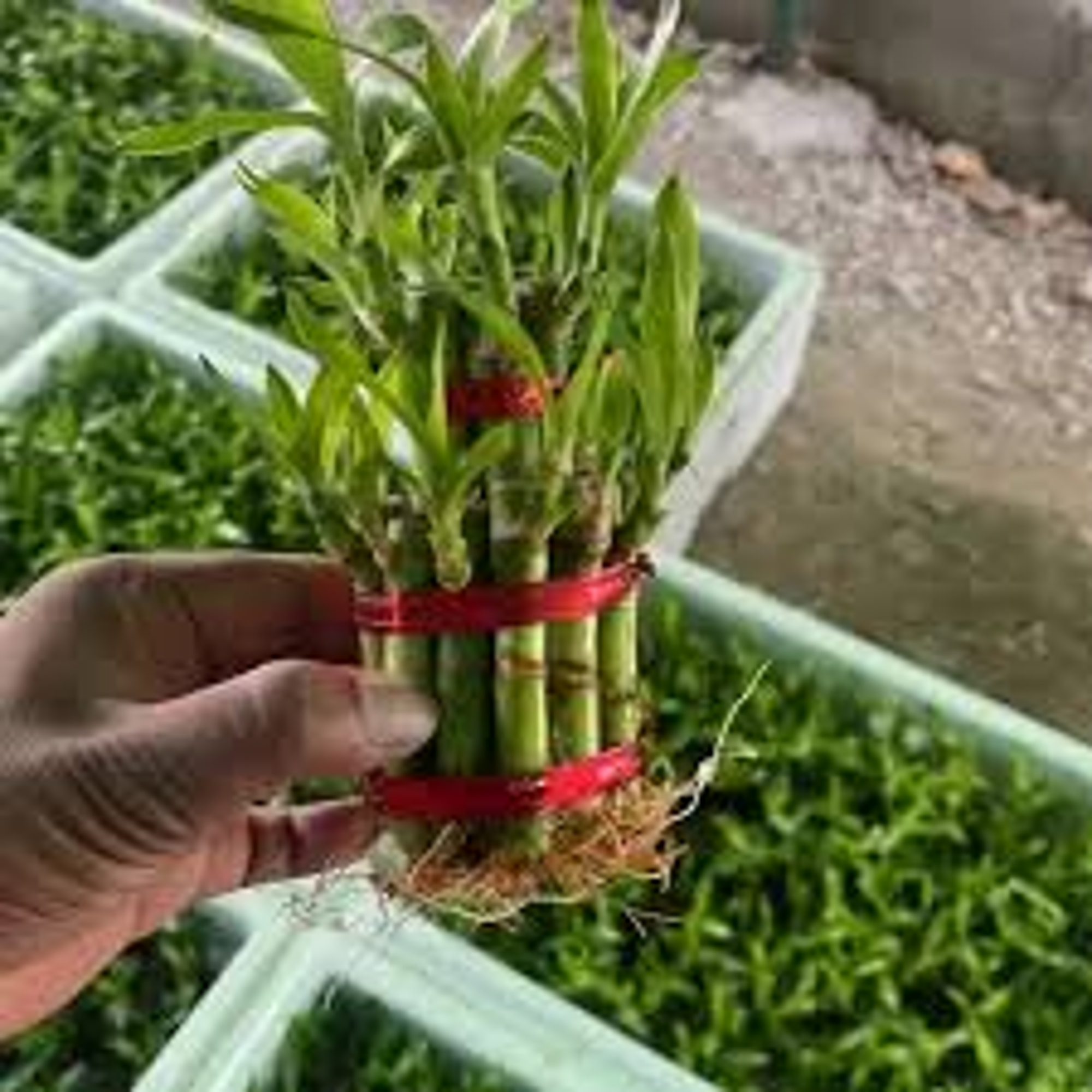 Bamboo Plant-3 Layer with Pot - Image 5