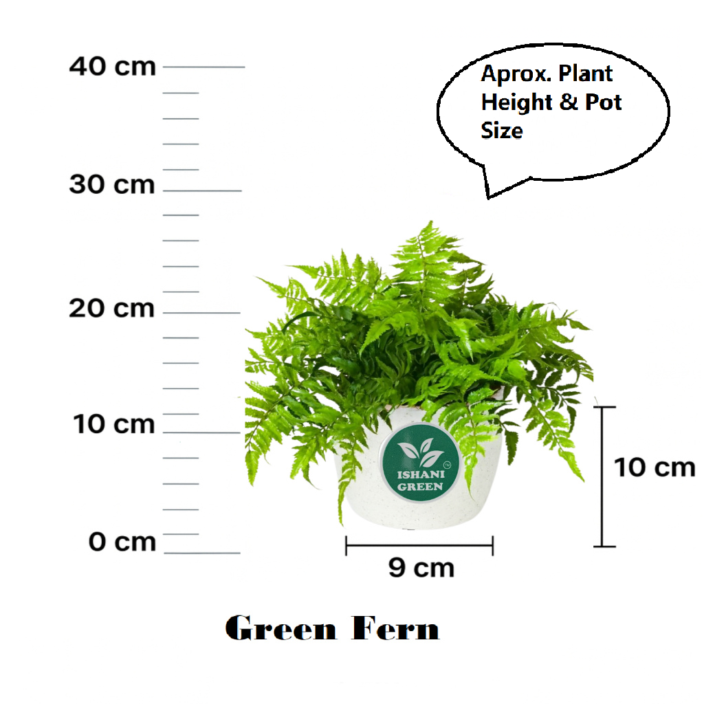 Green Fern (Boston Fern) - Image 6