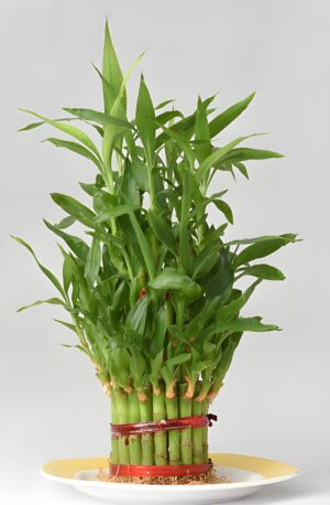 Bamboo Plant-3 Layer with Pot