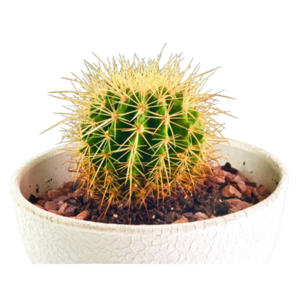 Barrel Cactus (Echinocactus Grusonii) - Image 3