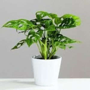 Monstera Deliciosa Plant