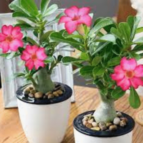 Adenium-Desert Rose Plant - Image 2