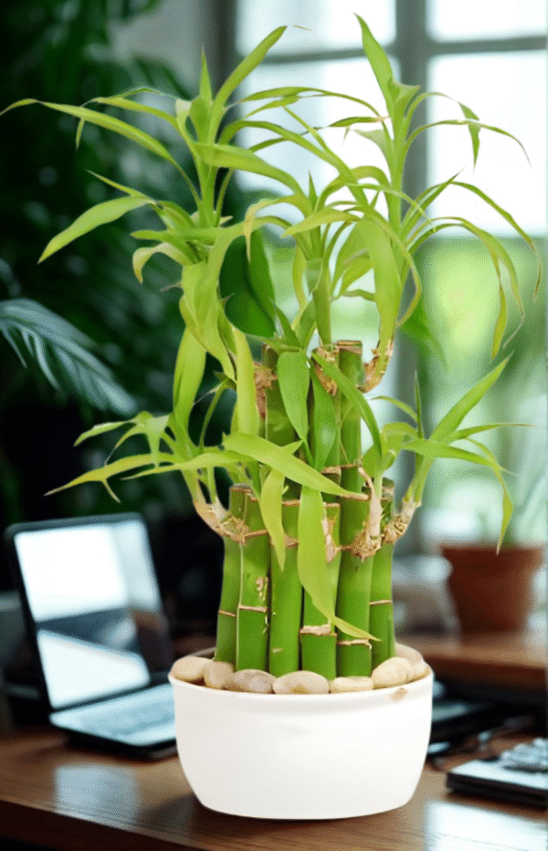 Bamboo Plant-3 Layer with Pot - Image 2