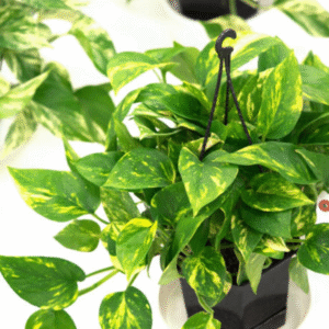 Money Plant (Epipremnum)