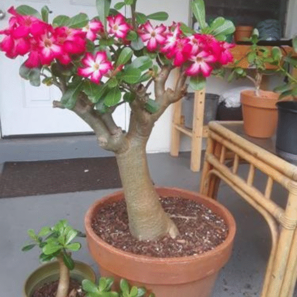 Adenium-Desert Rose Plant - Image 3
