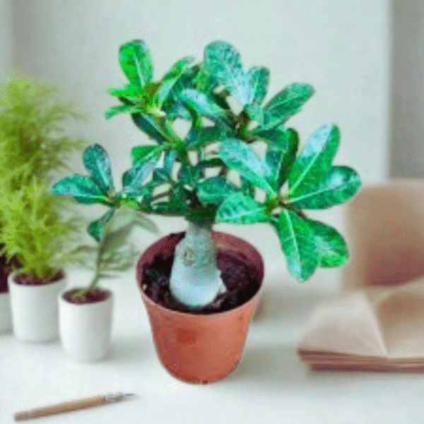 Adenium-Desert Rose Plant - Image 4