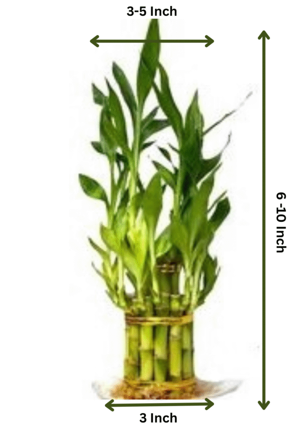 Bamboo Plant-3 Layer with Pot - Image 7