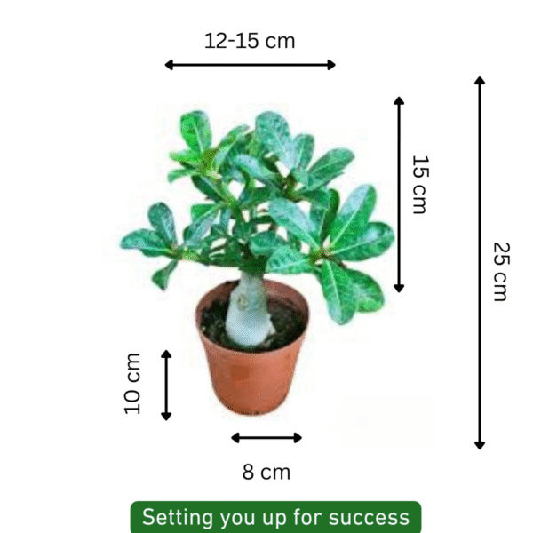 Adenium-Desert Rose Plant - Image 5