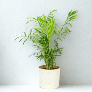 Areca Palm (Dypsis Lutescens)