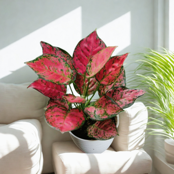 Aglaonema (Lipstick Single Stem)