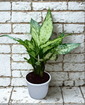 Aglaonema-Snow White Plant