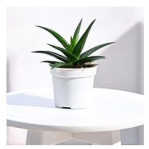 Aloe Vera(Aloe Barbadensis Miller)