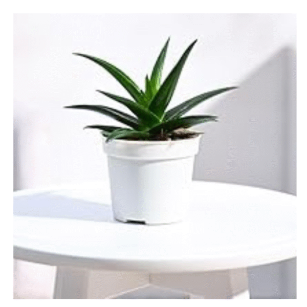 Aloe Vera(Aloe Barbadensis Miller)
