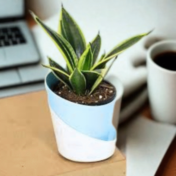 Sansevieria-Gold Snake Plant - Image 2
