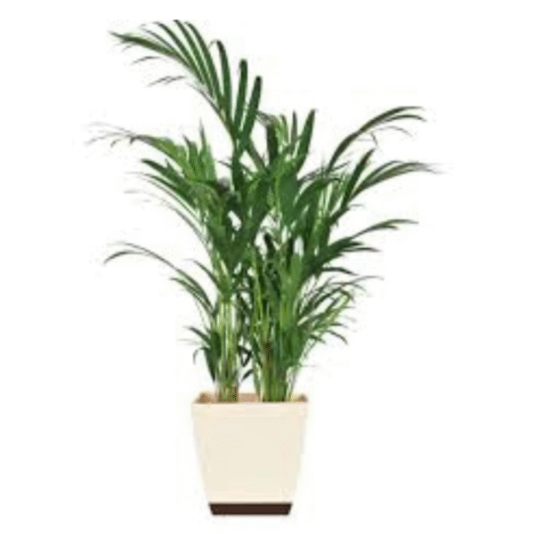 Areca Palm (Dypsis Lutescens) - Image 2