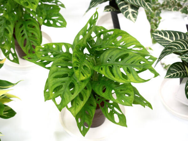 Monstera Deliciosa Plant - Image 2